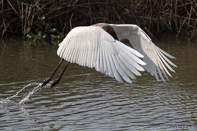 jabiru